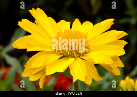 Gaillardia o coperta fiore, Gaillardia x grandiflora, 'Mesa giallo', Asteraceae Foto Stock