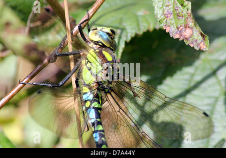 Estremamente dettagliata immagine macro di occhi, testa e torace di un maschio di Southern Hawker-libellula (Aeshna cyanea, a.k.a. Blue Hawker) Foto Stock