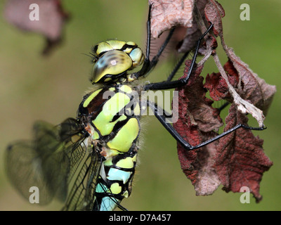 Estremamente dettagliata immagine macro di occhi, testa e torace di un maschio di Southern Hawker-libellula (Aeshna cyanea, a.k.a. Blue Hawker) Foto Stock