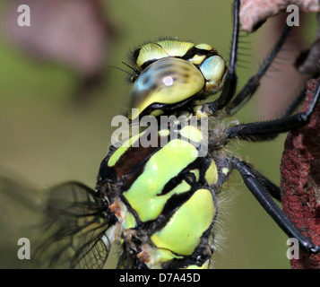 Estremamente dettagliata immagine macro di occhi, testa e torace di un maschio di Southern Hawker-libellula (Aeshna cyanea, a.k.a. Blue Hawker) Foto Stock