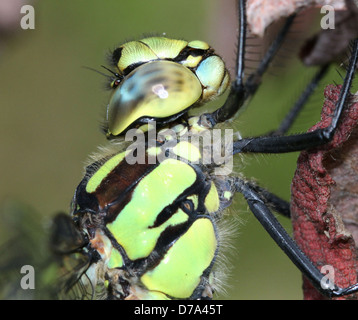 Estremamente dettagliata immagine macro di occhi, testa e torace di un maschio di Southern Hawker-libellula (Aeshna cyanea, a.k.a. Blue Hawker) Foto Stock