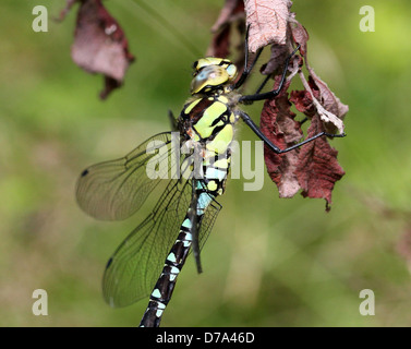 Dettagliata immagine macro di un maschio di Southern Hawker-libellula (Aeshna cyanea, a.k.a. Blue Hawker) Foto Stock