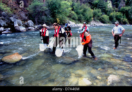 Federale e statale biologi della pesca il campionamento delle popolazioni ittiche in Loon Creek, Idaho, utilizzando tecniche di electrofishing Foto Stock