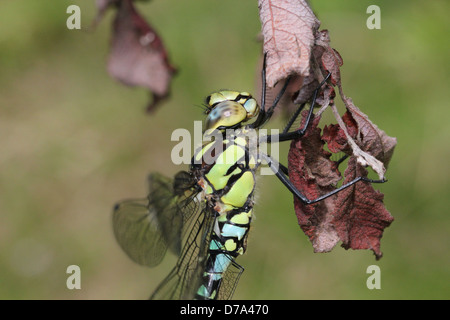 Estremamente dettagliata immagine macro di occhi, testa e torace di un maschio di Southern Hawker-libellula (Aeshna cyanea, a.k.a. Blue Hawker) Foto Stock