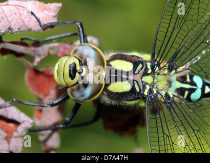 Estremamente dettagliata immagine macro di occhi, testa e torace di un maschio di Southern Hawker-libellula (Aeshna cyanea, a.k.a. Blue Hawker) Foto Stock