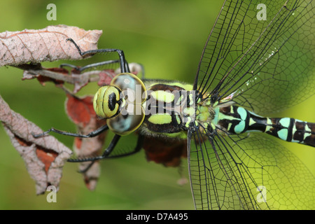 Estremamente dettagliata immagine macro di occhi, testa e torace di un maschio di Southern Hawker-libellula (Aeshna cyanea, a.k.a. Blue Hawker) Foto Stock