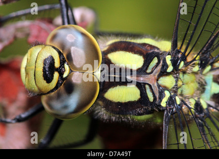 Estremamente dettagliata immagine macro di occhi, testa e torace di un maschio di Southern Hawker-libellula (Aeshna cyanea, a.k.a. Blue Hawker) Foto Stock