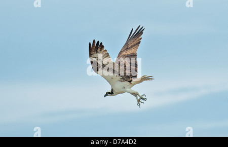 Osprey Pandion halieaetus Foto Stock