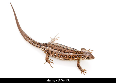 Lacerta agilis. Biacco su sfondo bianco Foto Stock