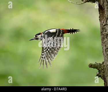 Picchio rosso maggiore Dendrocopus major Foto Stock