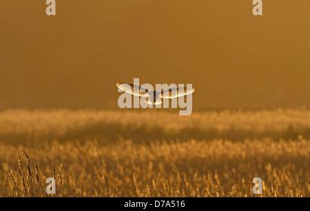 Barbagianni Tyto alba Foto Stock