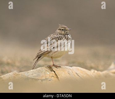 Thekla Lark - Galerida theklae Foto Stock