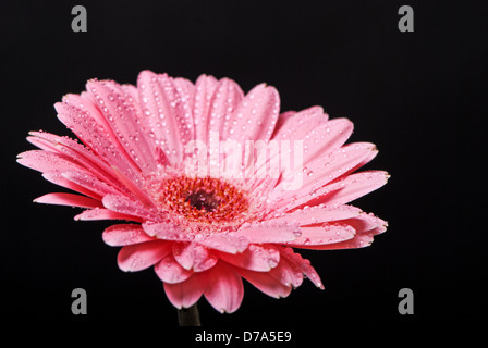 Pink gerbera daisy fiore con gocce di acqua su sfondo nero Foto Stock