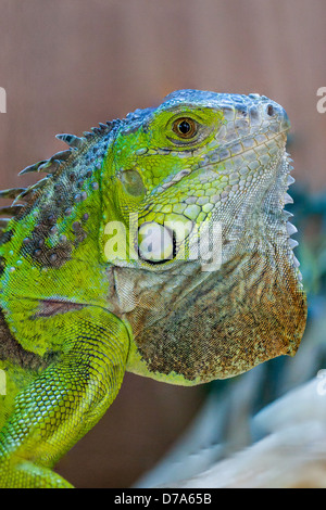 Iguana verde (iguana iguana) che riposa in un ambiente tropicale, mostra la sua colorazione verde vivida, la cresta dorsale spessa e le squame testurizzate dei rettili. Foto Stock