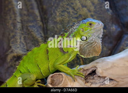 Iguana verde Foto Stock