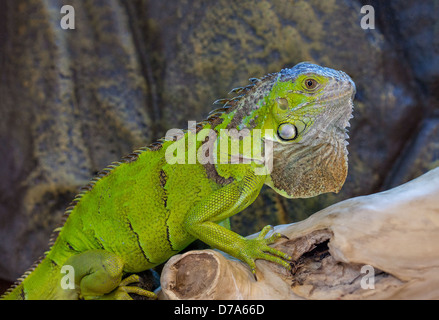Iguana verde (iguana iguana) che riposa in un ambiente tropicale, mostra la sua colorazione verde vivida, la cresta dorsale spessa e le squame testurizzate dei rettili. Foto Stock