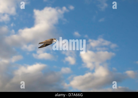 Sand Martin Riparia Riparia Foto Stock