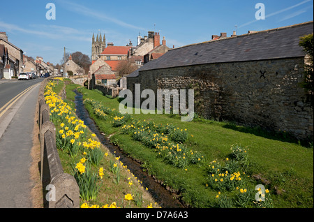 Narcisi gialli accanto al torrente Helmsley Beck in primavera Helmsley Nord Yorkshire Inghilterra Regno Unito GB Gran Bretagna Foto Stock