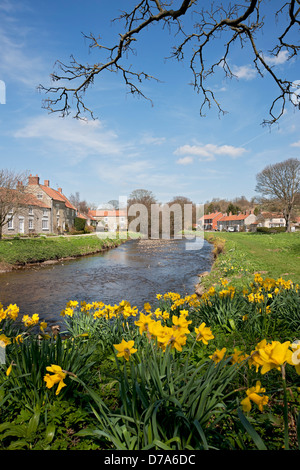 Fiori di narcisi gialli che fioriscono nel villaggio in primavera Sinnington North Yorkshire Inghilterra Regno Unito Gran Bretagna Foto Stock