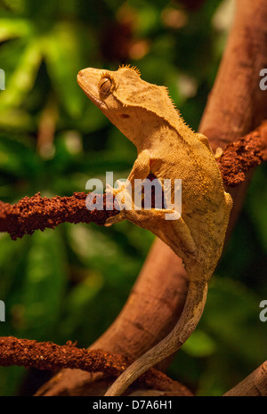 Crested Gecko, noto anche come Ciglio Gecko, Nuovo Caledonian Gecko Foto Stock