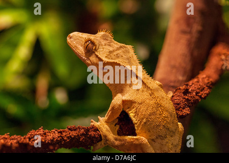 Crested Gecko, noto anche come Ciglio Gecko, Nuovo Caledonian Gecko Foto Stock