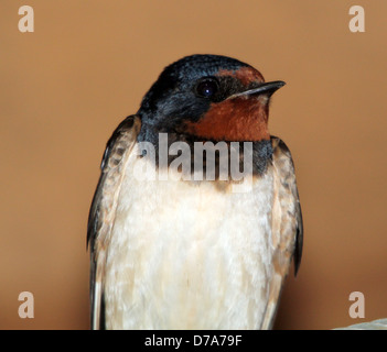 Dettagliate fino in prossimità di un fienile swallow (Hirundo rustica) in posa Foto Stock