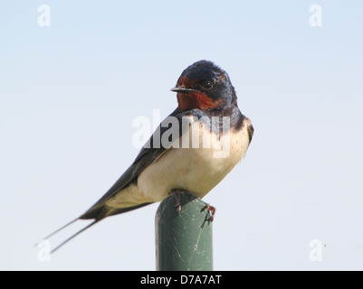 Unione Barn swallow (Hirundo rustica) Foto Stock