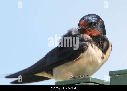 Primo piano dettagliato di un Europeo Barn swallow (Hirundo rustica) Foto Stock