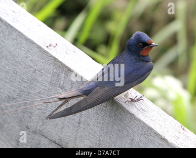 Dettagliate fino in prossimità di un fienile swallow (Hirundo rustica) in posa Foto Stock