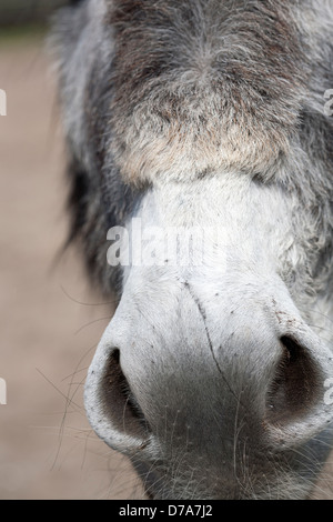 Naso di asino grigio Foto Stock