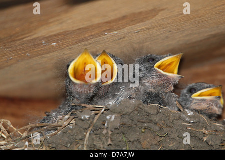 Molto giovane unfledged rondini (Hirundo rustica) nel nido, con la madre la loro alimentazione (12 immagini in tutto) Foto Stock