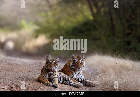 Una famiglia di tiger in Ranthambhore National Park Foto Stock