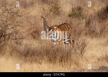 Un giovane tigre balade in erba di Ranthambhore Riserva della Tigre Foto Stock