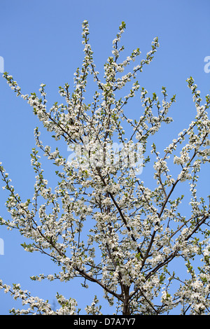 Fioritura ciliegio (Prunus sp.) contro il cielo blu Foto Stock