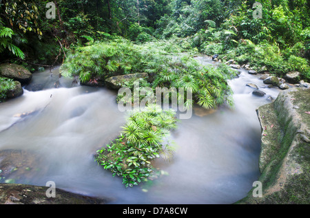 Cespi di felce fluviale Dipteris lobbiana crescendo in affluente del fiume Maliau Ginseng Camp Maliau Basin Area di Conservazione di Sabah Foto Stock