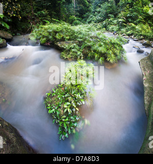 Cespi di felce fluviale Dipteris lobbiana crescendo in affluente del fiume Maliau Ginseng Camp Maliau Basin Area di Conservazione di Sabah Foto Stock