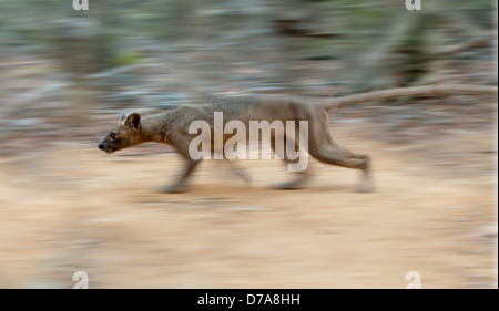 Femmina adulta fossa Crytoprocta ferox in esecuzione attraverso boschi di latifoglie piano Kirindy Forest Madagascar Foto Stock