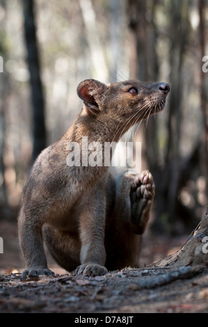 Femmina adulta fossa Crytoprocta ferox graffiare in foresta Kirindy Forest Madagascar Foto Stock