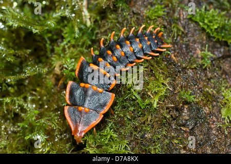 Larva coleottero trilobata Duliticola paradoxa rovistando su moss-log coperto Mt Kinabalu Sabah Stato Isola Borneo Malaysia Foto Stock