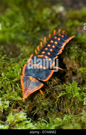 Larva coleottero trilobata Duliticola paradoxa rovistando su moss-log coperto Mt Kinabalu Sabah Stato Isola Borneo Malaysia Foto Stock