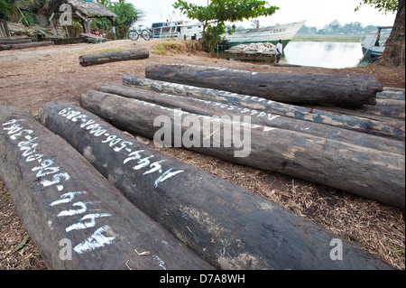 Legno duro legno di palissandro sp. giacenti sulla banchina in Maroantsetra Analanjirofo Toamasina Provincia del Madagascar Foto Stock