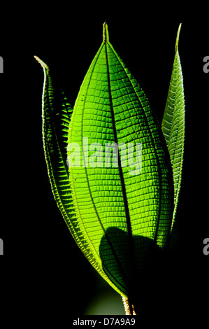 La luce del sole attraverso la germogliazione piantina in foreste montane nei pressi di Yanacocha Ecuador Foto Stock