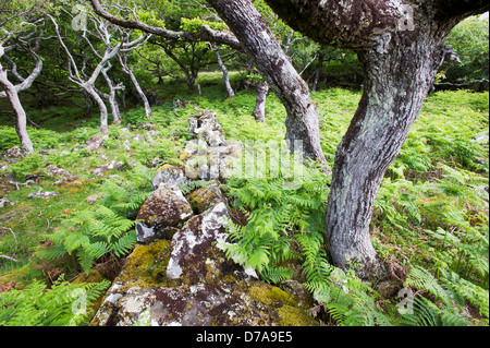 Antica quercia Quercus sp. a Scarsdale legno Isle Mull Ebridi Interne in Scozia Foto Stock