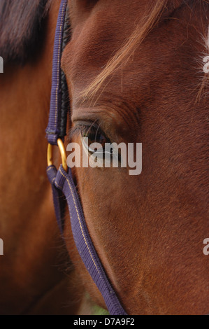 Close-up di un cavallo del viso. Foto Stock