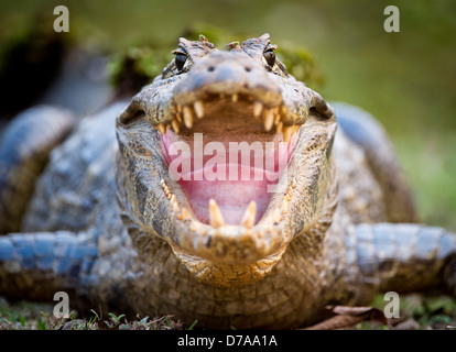 Caimano Yacare Caimano yacare sul bordo del fiume Piquiri Pantanal del nord del Brasile Foto Stock