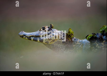 Caimano Yacare Caimano yacare sul bordo del fiume Piquiri Pantanal del nord del Brasile Foto Stock