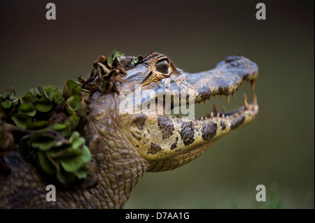 Caimano Yacare Caimano yacare sul bordo del fiume Piquiri Pantanal del nord del Brasile Foto Stock