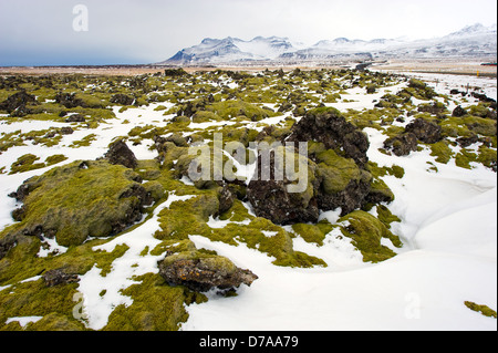 Il muschio cresce su rocce di origine vulcanica in Islanda in inverno
