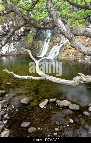 Antica quercia Quercus sp. bosco crescente dalla cascata piscina vicino a Scarsdale legno Isle Mull Ebridi Interne in Scozia Foto Stock