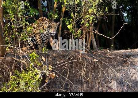 Jaguar femmina Panthera onca palustris affacciato sul fiume Fiume Piquiri Cuiaba Fiume Pantanal Wetlands Brasile Foto Stock